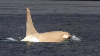 После того как исчез этот белый кит убийца, ученый высказал неожиданное мнение