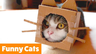 Cute Cat Bloopers | Funny Pet Videos