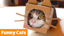 Cute Cat Bloopers | Funny Pet Videos