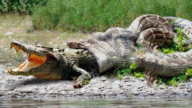 Anaconda VS Crocodile and other animals