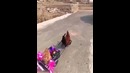 Петух