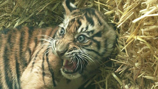 Редкие суматранские тигрята восхищают публику Франкфуртского зоопарка
