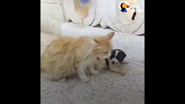 Кошка решила принять щенка как своего котенка