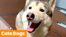 Cutest Dog Bloopers | Funny Pet Videos