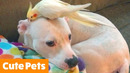 CUTE PETS! Funniest Animals of the Week