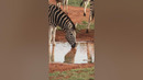 It’s all there in black and white! ️️ #Zebra #Africa #Safari #Wildlife