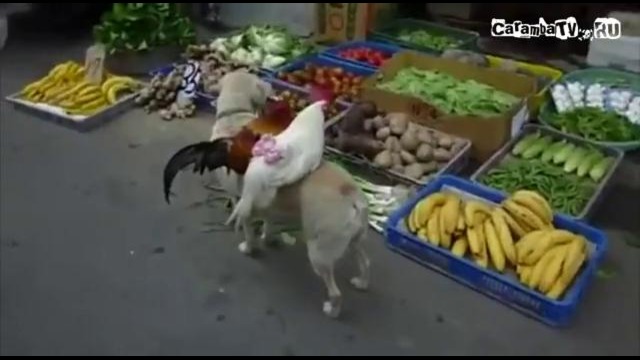 Собака продает кур на рынке в Китае