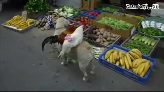 Собака продает кур на рынке в Китае