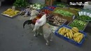 Собака продает кур на рынке в Китае