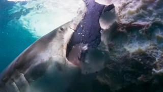 Sharks Feast On Whale | Blue Planet II | BBC Earth