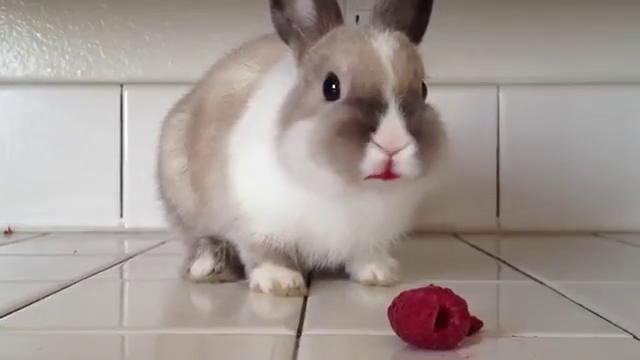 Кролик ест малину / Bunny Eating Raspberries