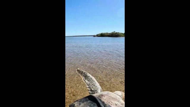 Sea Turtle Stuck On Remote Mud Flats