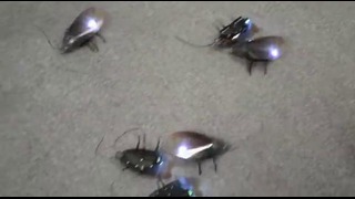 Радиоуправляемые роботы-тараканы уже в продаже