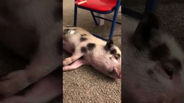 Adorable Pig Gets Belly Scratch #shorts
