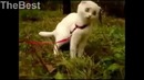 Приколы The Best [Январь]