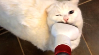 Vacuums Make Cats Ridiculous | Funny Pet Videos