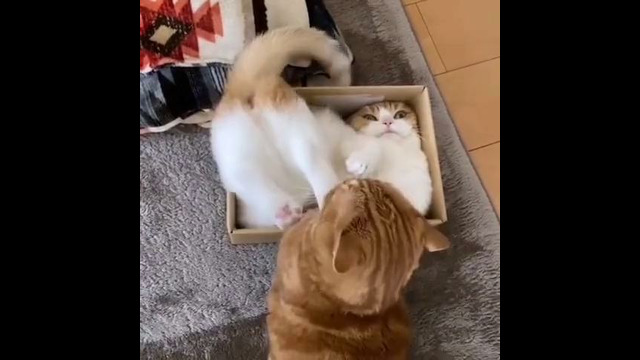 Отвоевал свою коробку