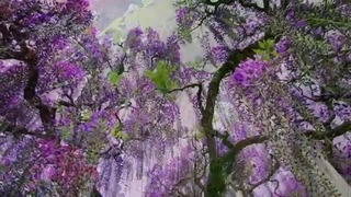Сад цветов в Японии – Асикага
