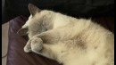 Сонный котик