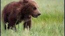 Olivia Holt – Carry On (From Disneynature Bears)