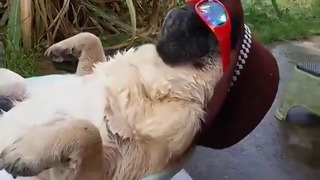 Собака в расслабоне