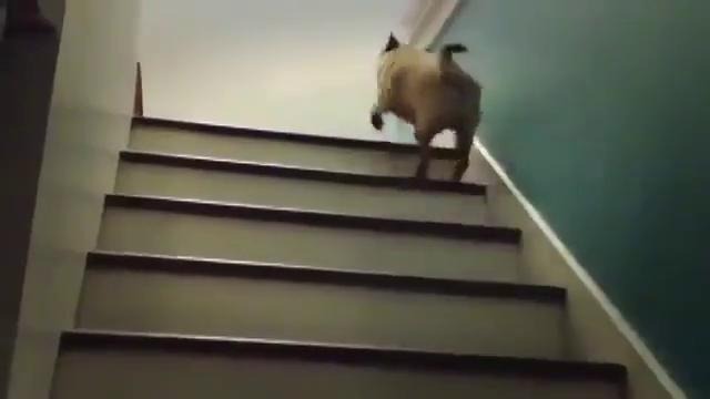 Мопс поднимается по лестнице