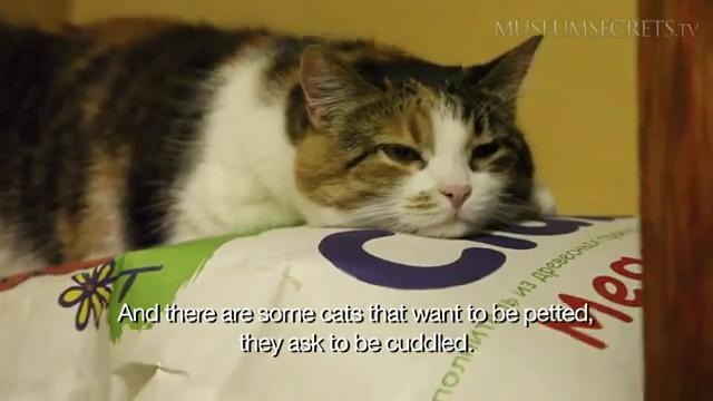 Коты – легендарные хранители музея Эрмитаж