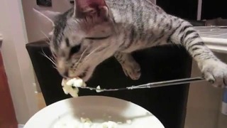 Кот ест с ложки