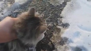 Южноуральцы спасли кота, вмерзшего при -35 в лед
