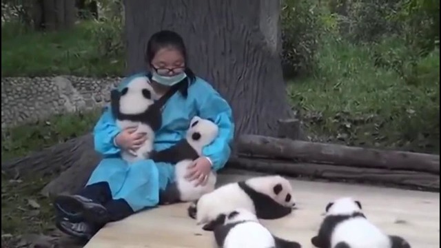 Лучшая в мире работа — обнимальщик маленьких панд
