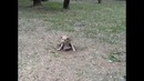 Собака танцует брейкданс
