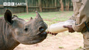 Orphaned Baby Rhinos Rescued In Kruger National Park | Guardians | BBC Earth