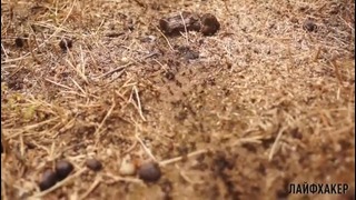 Lifehacker – 5 уроков, которые нам преподносят обычные муравьи