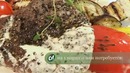 Пепер-стейк из говядины с овощами гриль
