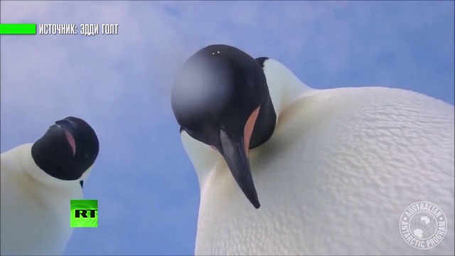 Пингвины научились делать селфи