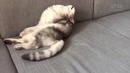 Смешные коты и кошки 2017. приколы с котами и другими животными