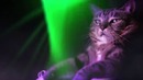 Кошки поют