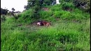 12 безумных Бои животных
