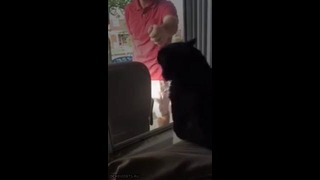 Истеричная реакция кота, увидевшего, как его хозяин ведет домой собаку