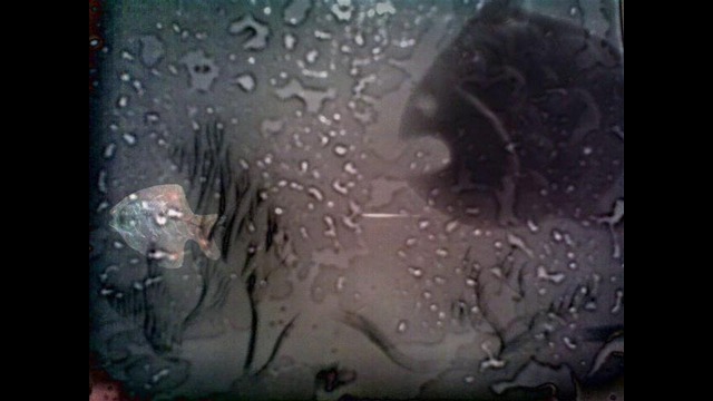 Рыбка. Видео-арт