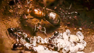 Best Of Ants | BBC Earth