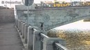 Каркни ещё раз