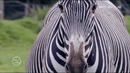 Hayvonot olamining sirli hayoti – The secret life of the zoo