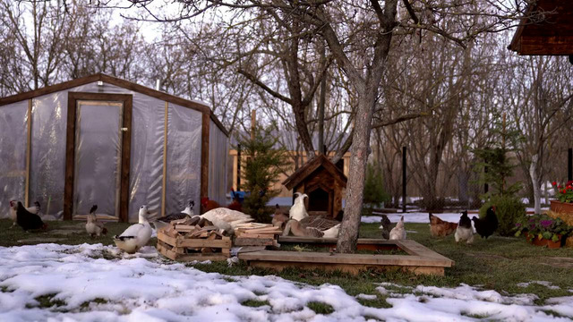 Перепелки в томатном соусе