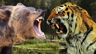 МЕДВЕДЬ В ДЕЛЕ! Медведь против льва, тигра, волка