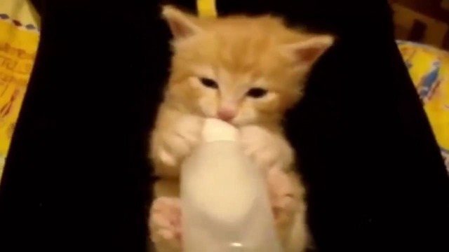 Маленький котенок кушает из бутылочки через соску