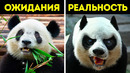 18 милых, но совсем не безобидных животных