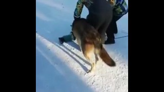 В России волк набросился на ребёнка в парке