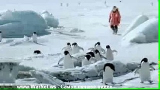 Пингвины всё-таки летают