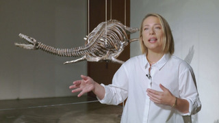 Скелеты плавающего и летающего динозавров уйдут с молотка в Нью-Йорке